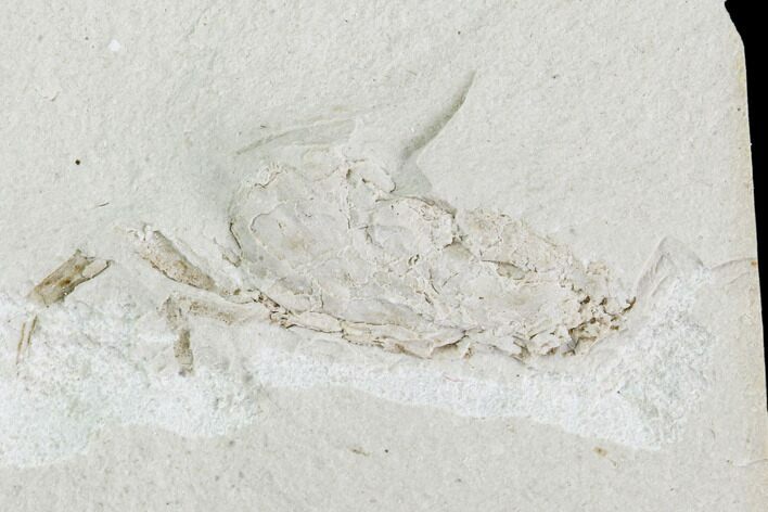 Fossil Pea Crab (Pinnixa) From California - Miocene #105032